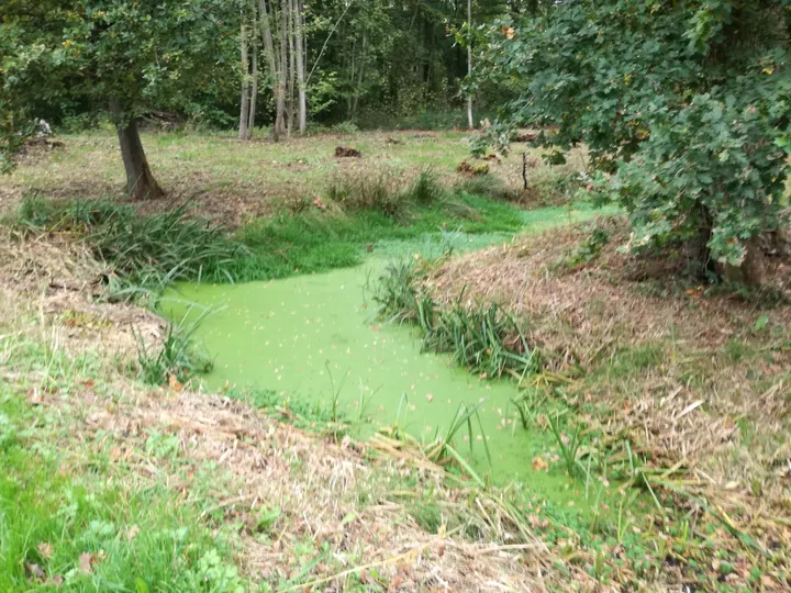 Galgebossen (Poperinge, Elverdinge, Vlamertinge) (Belgie)